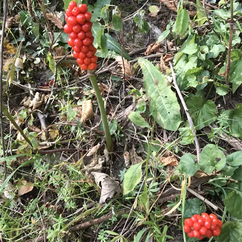Natur